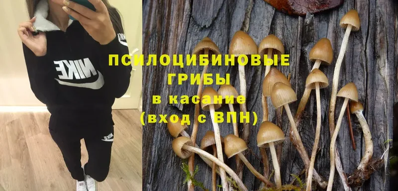 Галлюциногенные грибы Psilocybe  цены наркотик  Отрадная 